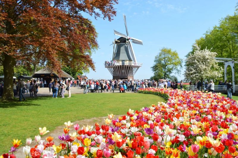 Lễ hội hoa Tulip tổ chức hằng năm tại công viên De Keukenhof