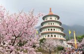 Mùa xuân Đài Loan ngắm hoa đào nở