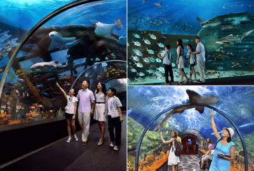 S.E.A Aquarium - Đại dương xanh tại Singapore