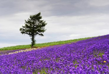 Mùa hoa lavender ở Nhật Bản