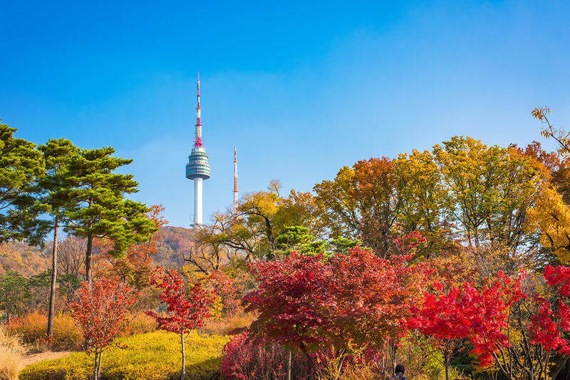 Sắc vàng rực rỡ tại công viên Namsan