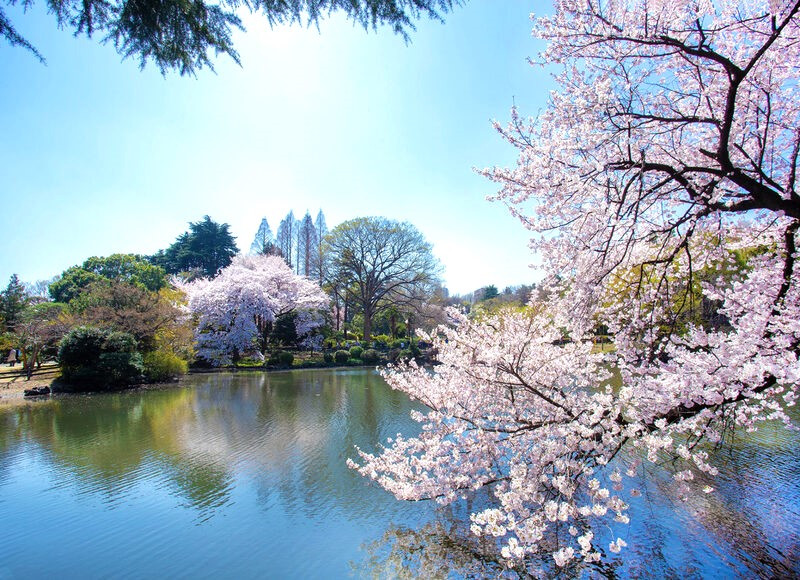 Vườn Quốc Gia Shinjuku Gyoen 