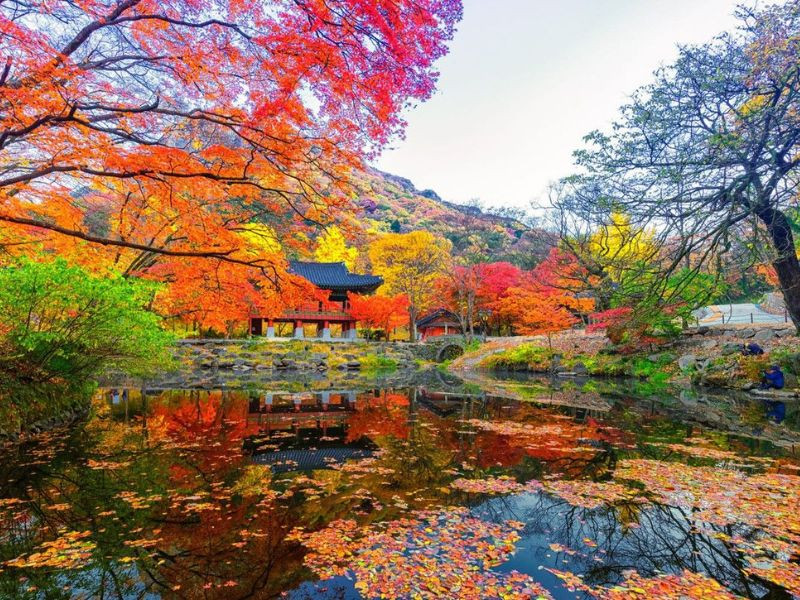 Địa điểm đẹp ngắm lá đỏ ở Hàn Quốc - The Garden of Morning Calm